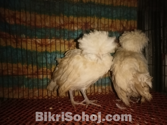 পুলিশ ক্যাপ